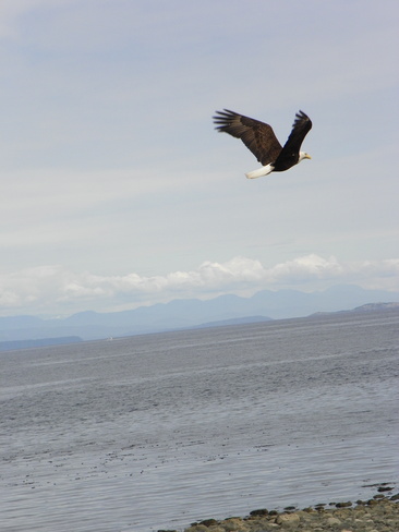 Eagle flying over Discovery Passage Campbell River, British Columbia Canada