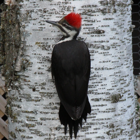Pileated woodpecker on a birch. Prince George, British Columbia Canada
