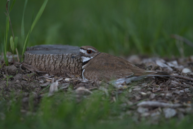 Killdeer on the Nest Goderich, Ontario Canada