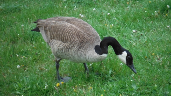 Canada geese Hamilton, Ontario Canada