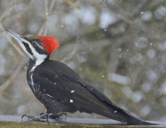 Pileated Woodpecker Schomberg, Ontario Canada