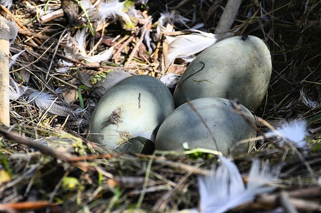 3 eggs-Swans Nest- Lost Lagoon Vancouver, British Columbia Canada