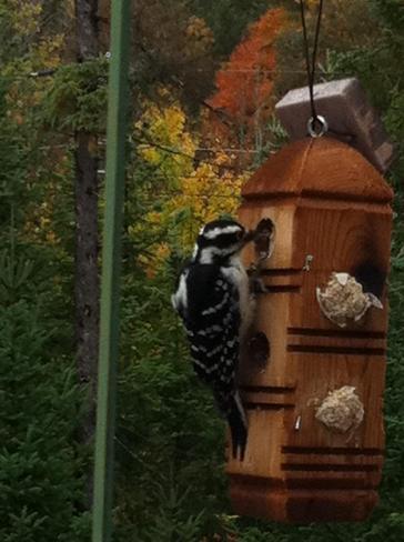 Woodpecker having breakfast Bracebridge, Ontario Canada