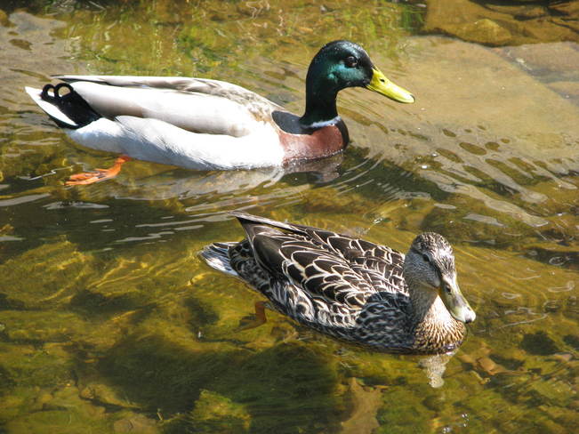 Swimming Ducks Truro, Nova Scotia Canada