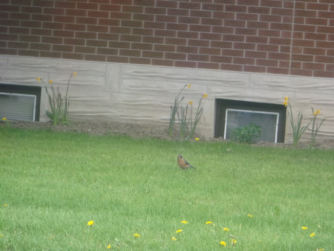 A Robin in the Grass Kitchener, Ontario Canada