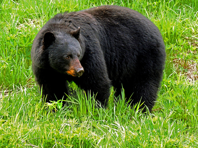 encounter black bear Squamish, British Columbia Canada