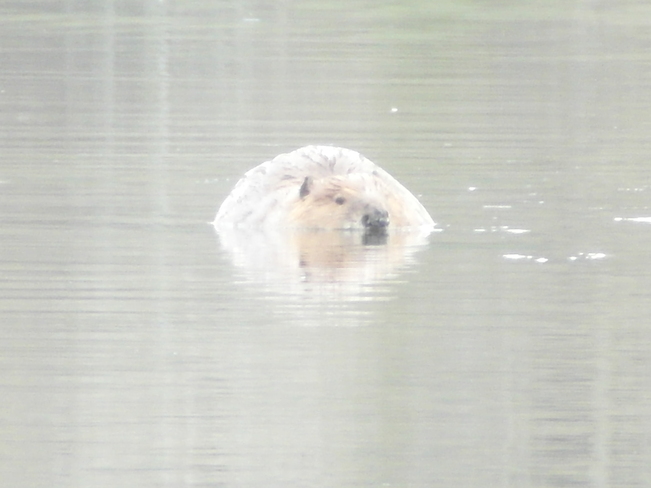 beaver at payne lake Calgary, Alberta Canada