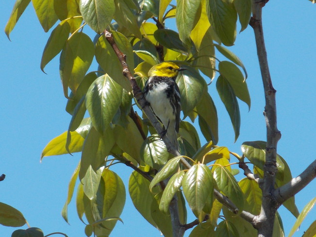 Black-throated Green Warbler Keswick Ridge, New Brunswick Canada