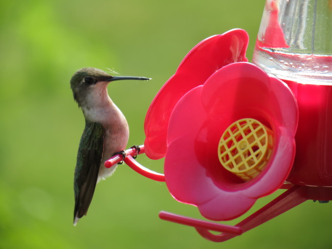 Hummingbird Lindsay, Ontario Canada