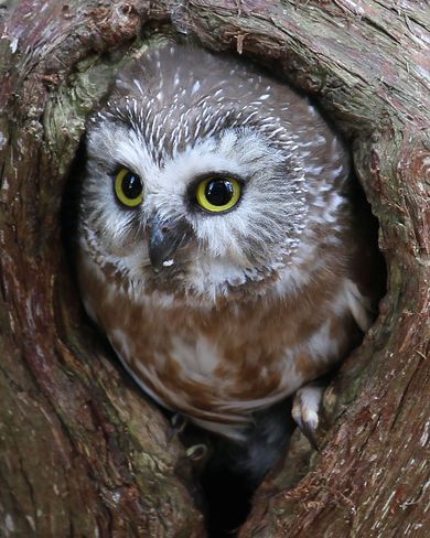 Northern Saw-whet Owl Brighton, Ontario Canada