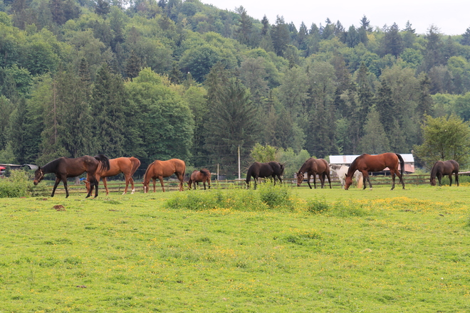 horses Abbotsford, British Columbia Canada