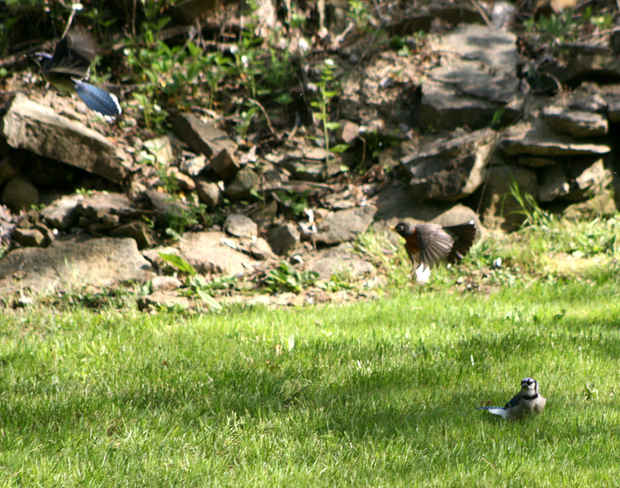 Blue Jays and robin spat Beamsville, Ontario Canada