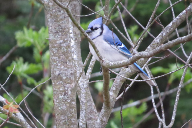 Spying Blue Jay ... Chester, Nova Scotia Canada