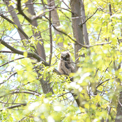 Petit hibou seul sur une branche
