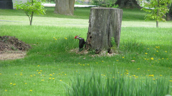 pileated woodpecker Verona, Ontario Canada