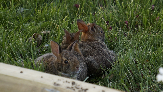 3 baby rabbits Komoka, Ontario Canada