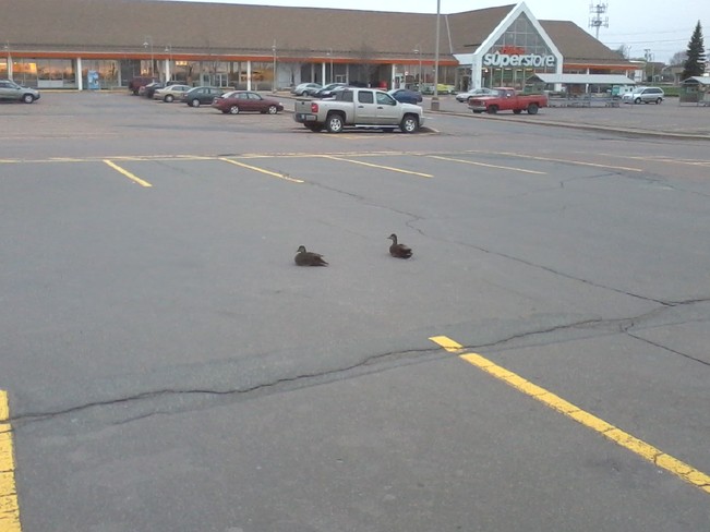 Ducks sleeping in parking lot Charlottetown, Prince Edward Island Canada