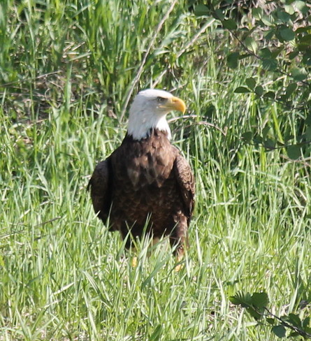 Eagle in the grass 