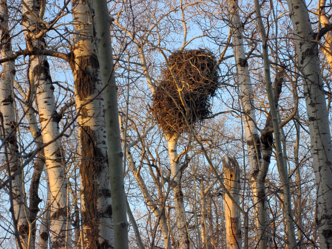 Huge Eagle Nest Selkirk, Manitoba Canada