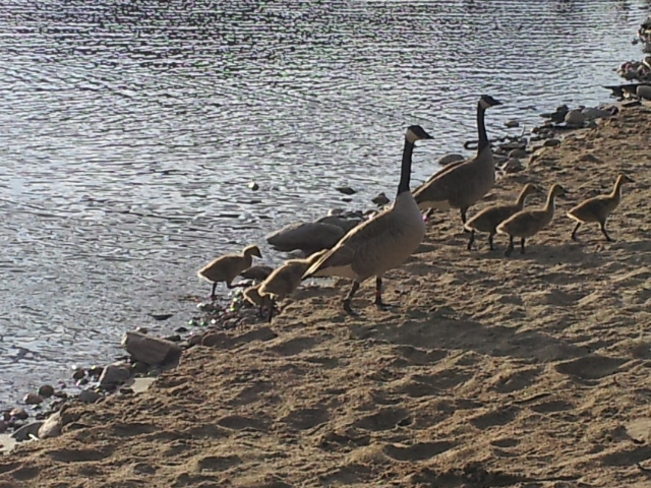 Geese Family going for a walk Penticton, British Columbia Canada