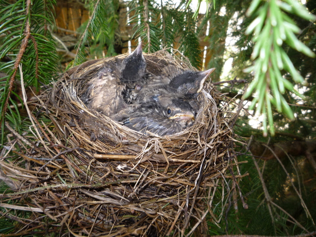 Three baby robins Crediton, Ontario Canada