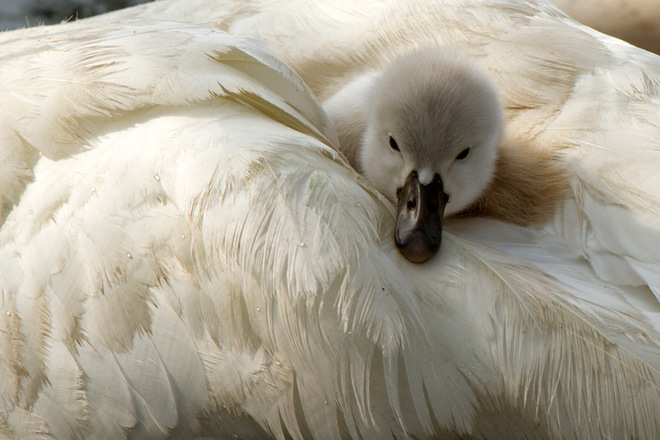 Baby Mute Swan Erieau, Ontario Canada