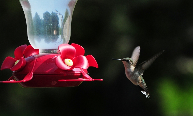 Hummingbird Cambridge, Ontario Canada