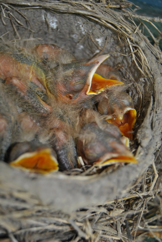 Baby Birds Kingsville, Ontario Canada
