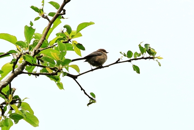 Sparrow Surrey, British Columbia Canada