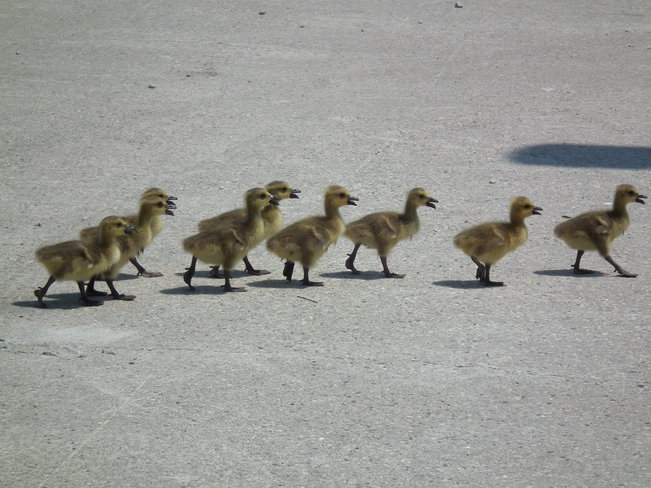 the whole gosling family Innerkip, Ontario Canada