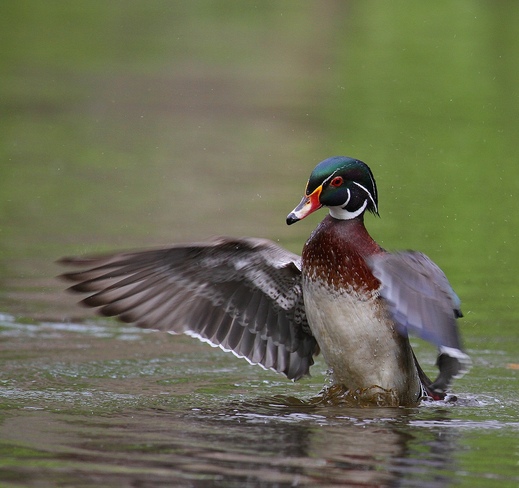wood duck,,, Laval, Quebec Canada
