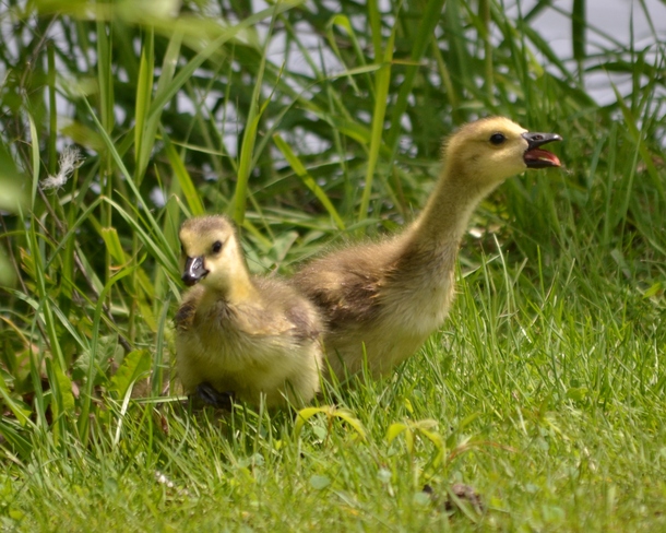 baby geese Ottawa, Ontario Canada