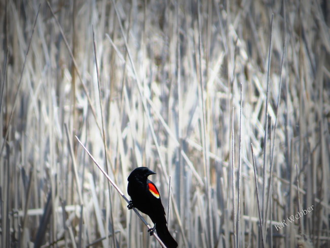 Red-Wing Black Bird - Rondeau Park Marshes Chatham, Ontario Canada