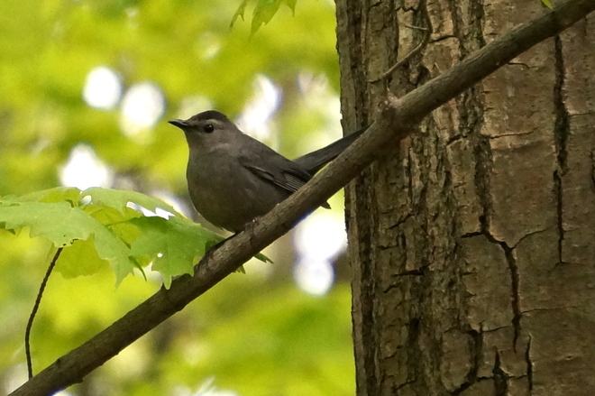 Gray Catbird Penetanguishene, Ontario Canada