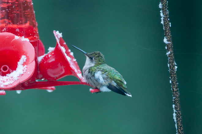 Hummingbird in the Snow Feversham, Ontario Canada