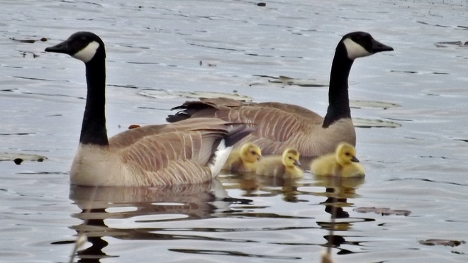 Spring Geese & Babies Lindsay, Ontario Canada