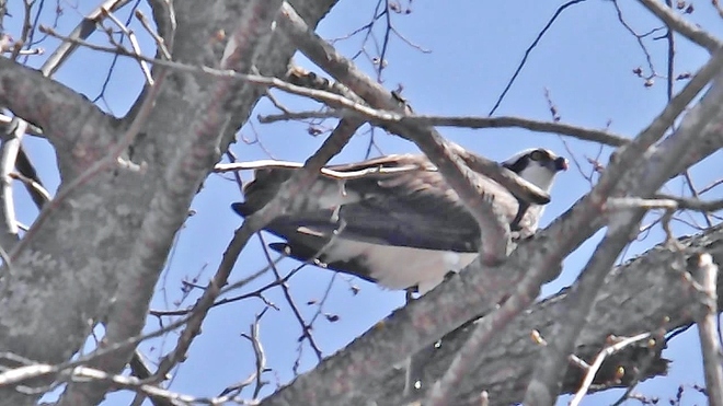 Osprey Bobcaygeon, Ontario Canada