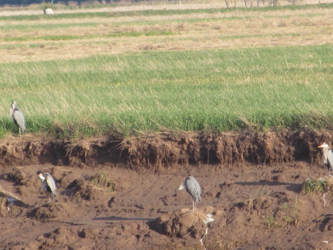 4 Herons Can Be Seen Across on Mudflats Moncton, New Brunswick Canada