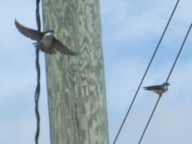 Tree Swallow Near nest Moncton, New Brunswick Canada