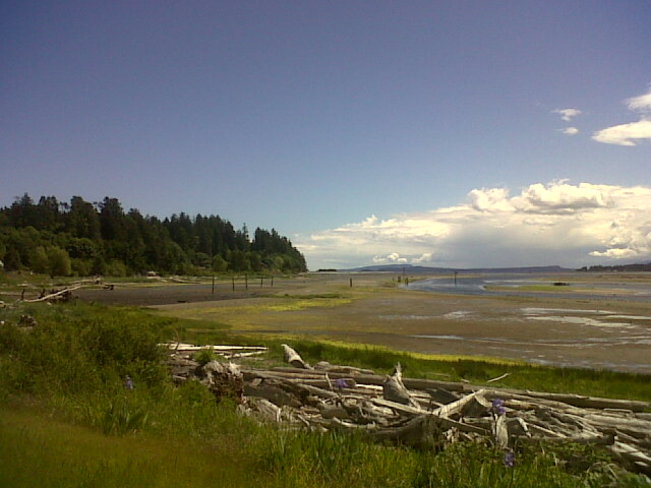 Driftwood, cloud and low tide. Courtenay, British Columbia Canada