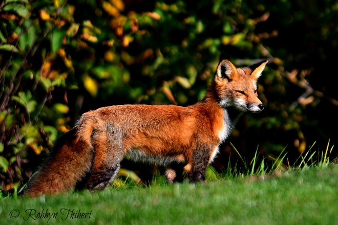 Fox on the green Plantagenet, Ontario Canada