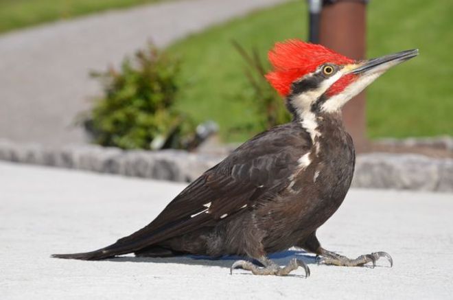 Red-Crested Pileated Woodpecker at Shining Brow Roseneath, Ontario Canada