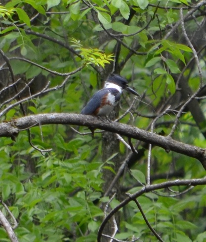 Belted Kingfisher 