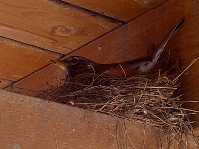 robin on her nest Portage La Prairie, Manitoba Canada