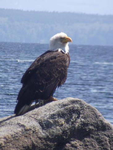 Bald eagle Quathiaski Cove, British Columbia Canada