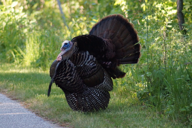 A big tom turkey prancing for a mate. Essex, Ontario Canada