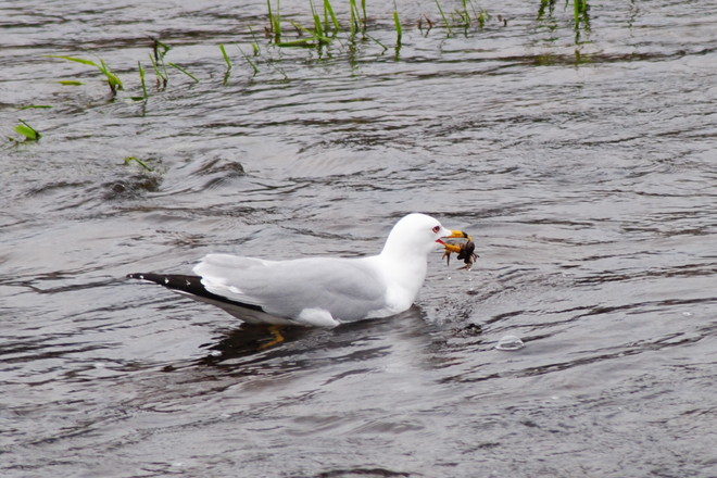 Seagull Kingston, Ontario Canada