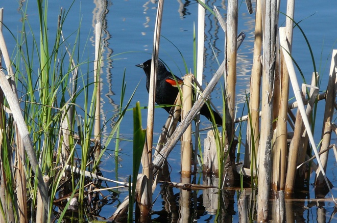 Red Wing Black Bird Sault Ste. Marie, Ontario Canada