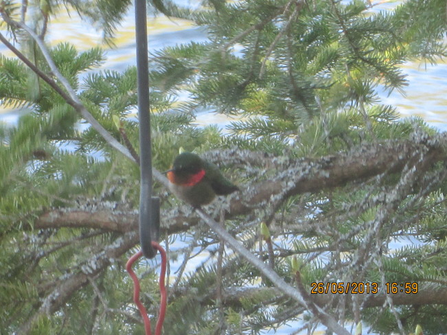 HummingBird Posing Kirkland Lake, Ontario Canada