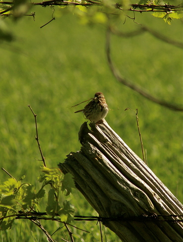 Song Sparrow Kincardine, Ontario Canada